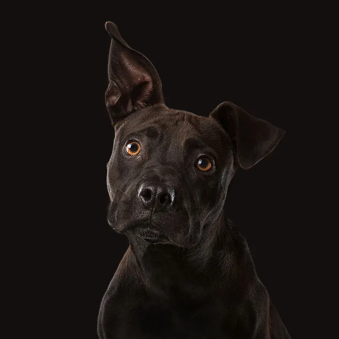Duke