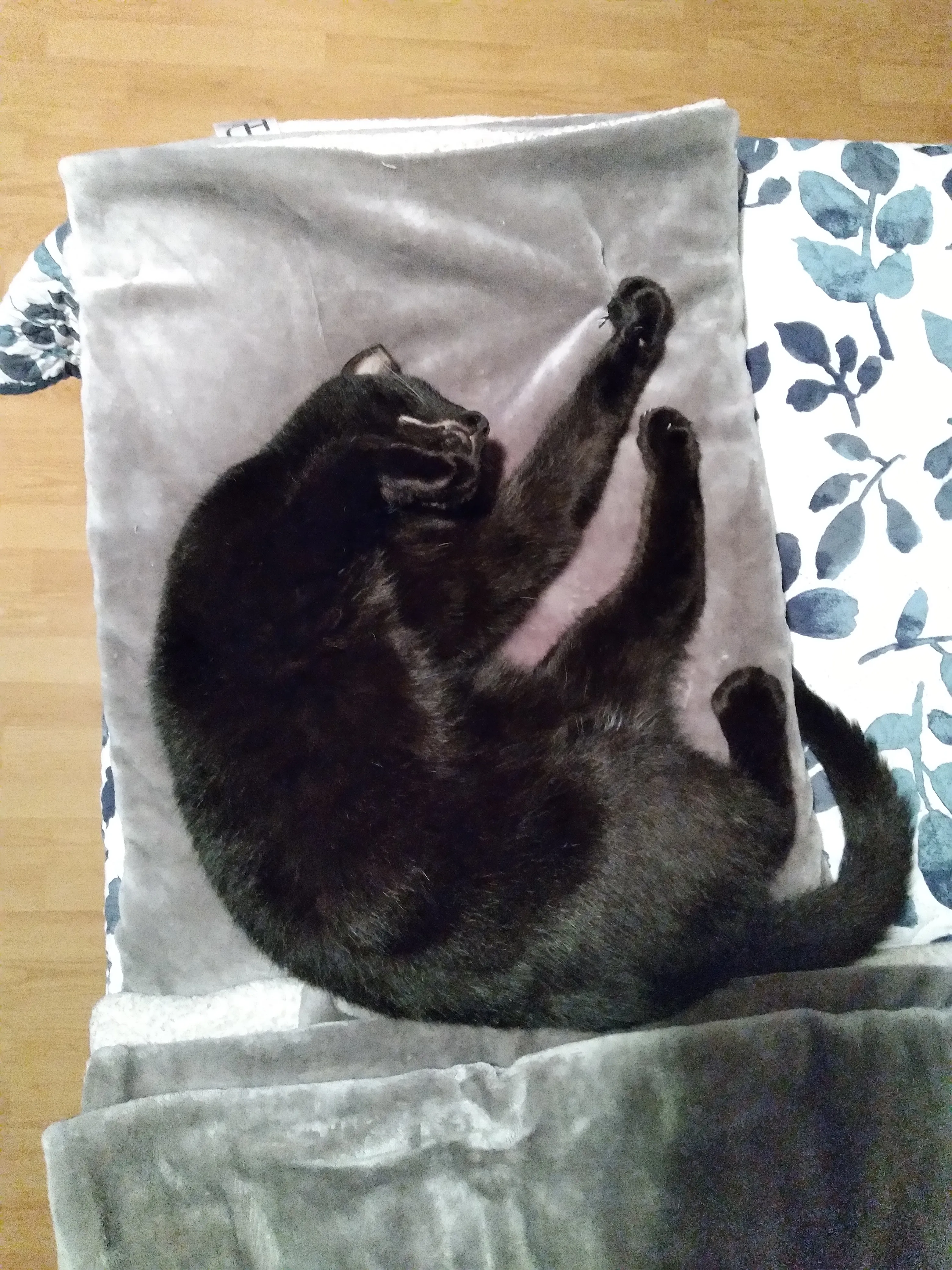 Show Me Your Kitty's!