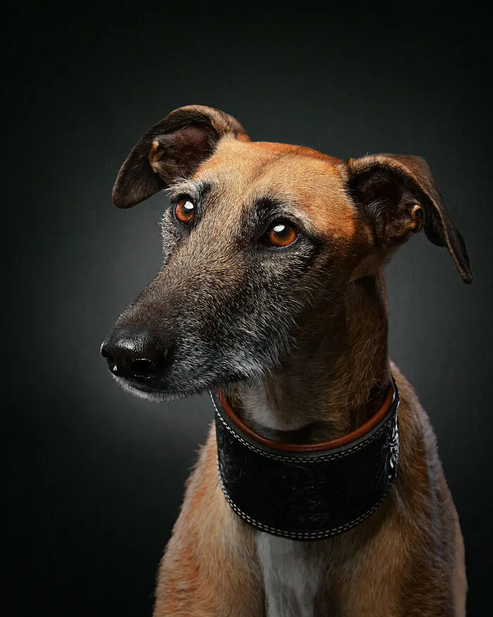 I Take Photos Of Galgos To Bring Attention To Their Terrible Living Conditions (34 Pics)