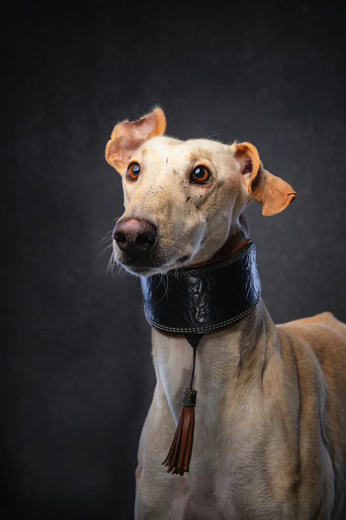 I Take Photos Of Galgos To Bring Attention To Their Terrible Living Conditions (34 Pics)
