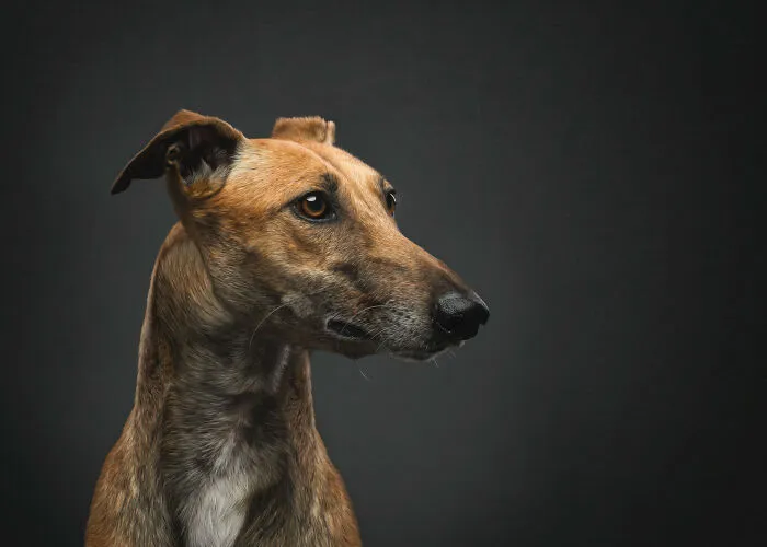 I Take Photos Of Galgos To Bring Attention To Their Terrible Living Conditions (34 Pics)