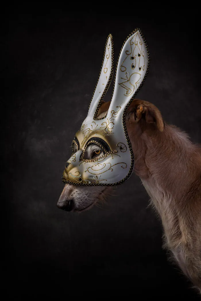 I Take Photos Of Galgos To Bring Attention To Their Terrible Living Conditions (34 Pics)