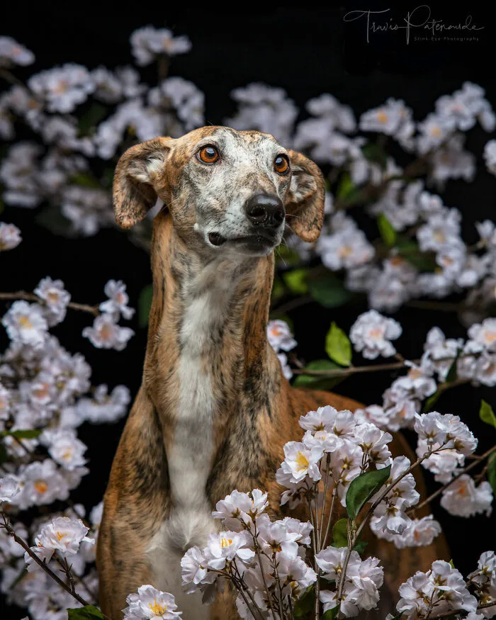 I Take Photos Of Galgos To Bring Attention To Their Terrible Living Conditions (34 Pics)