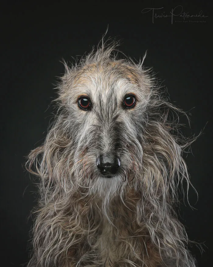I Take Photos Of Galgos To Bring Attention To Their Terrible Living Conditions (34 Pics)