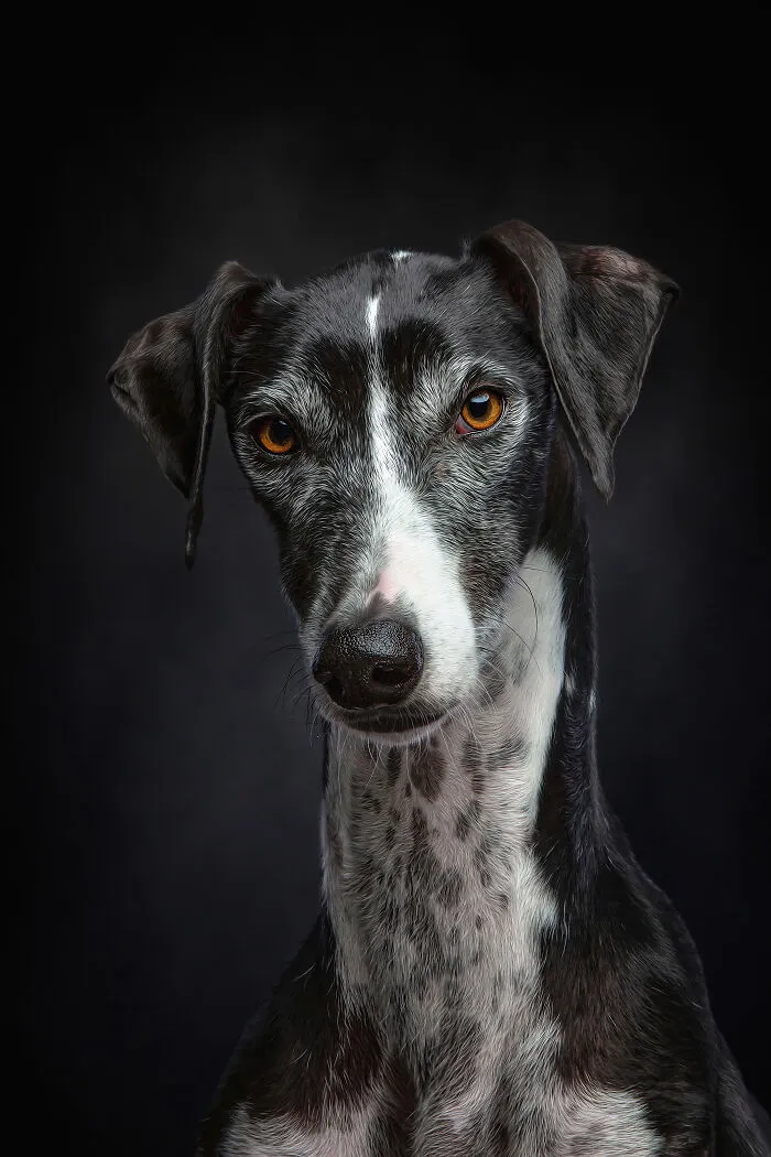 I Take Photos Of Galgos To Bring Attention To Their Terrible Living Conditions (34 Pics)