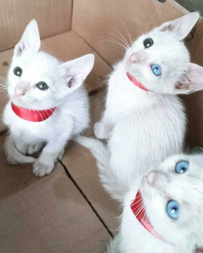 Meet The New Rescues: Lulu, Luna, And Nana