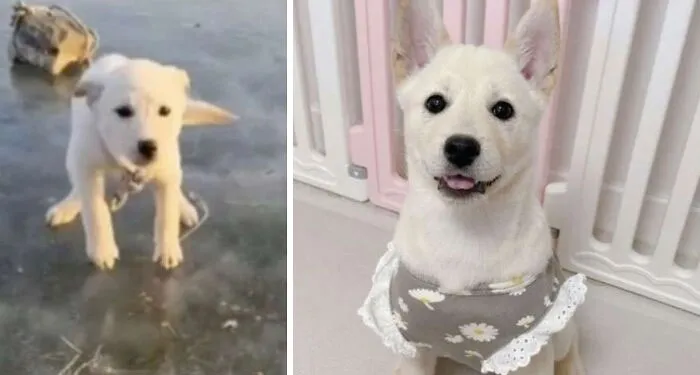 A Sicko Tied A Rock To This Dog & Threw Him On A Frozen River. Dog Is Rescued & Found A Good Home