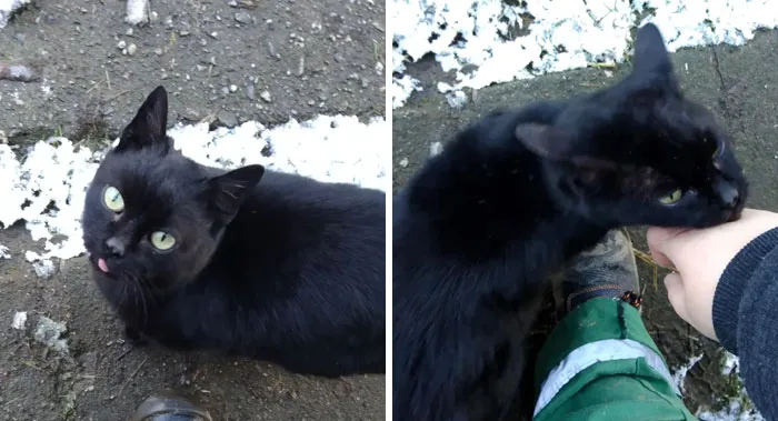 Después de un año dándole de comer, mimos y pequeños golpes de cabeza cautelosos, finalmente me ha adoptado. Ayúdame a ponerle nombre a esta dulce cosa