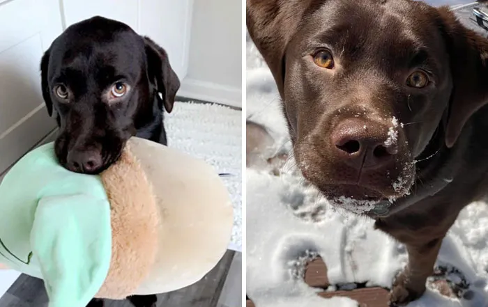 Mi novio y yo adoptamos a esta dulce chica la semana pasada de una compañera de trabajo que tuvo que realojarla. Os presento a Kali, nuestra maravillosa labradora de chocolate de 9 meses
