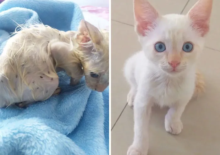Bartolito The Day He Was Rescued vs. ~3 Weeks~ Later