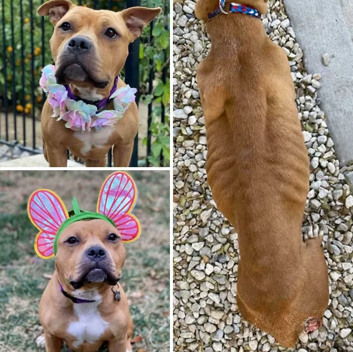 Rescued Is Horrific Condition Severely Emaciated With Wide Open Sores On Her Back Legs This Girl Has Been Adopted And Is Living Her Best Life
