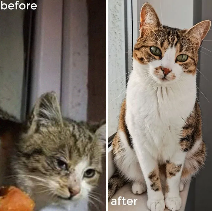 Before & After Adoption; Our Lovely Princess, Kimchi