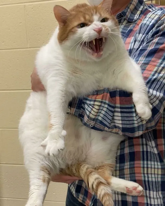 El Sr. Chonky pesa 13,5 kilos y está disponible en Michigan Humane para ser adoptado
