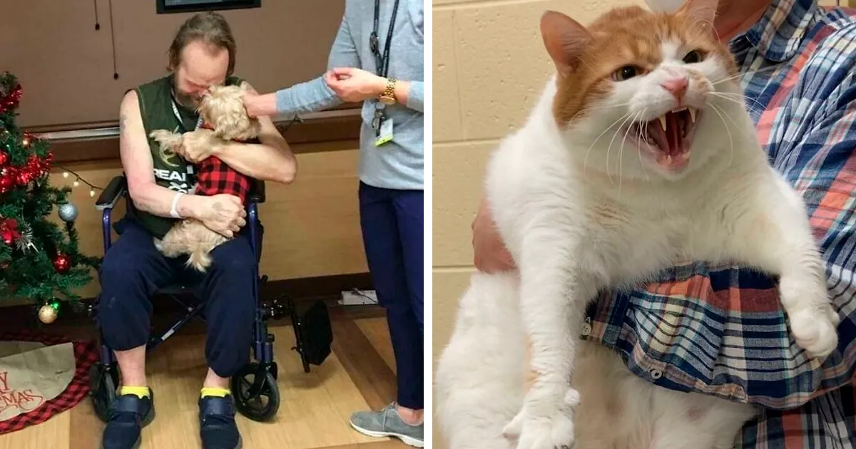 40 Fotos de mascotas rescatadas este mes de enero que curan el alma