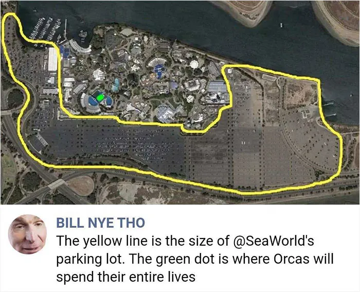 Poor Orcas