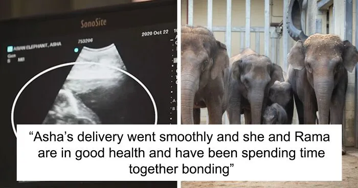 Oklahoma City Zoo Celebrates Birth of Rama The Asian Elephant, Who Got Famous With His Ultrasound Even Before He Was Born