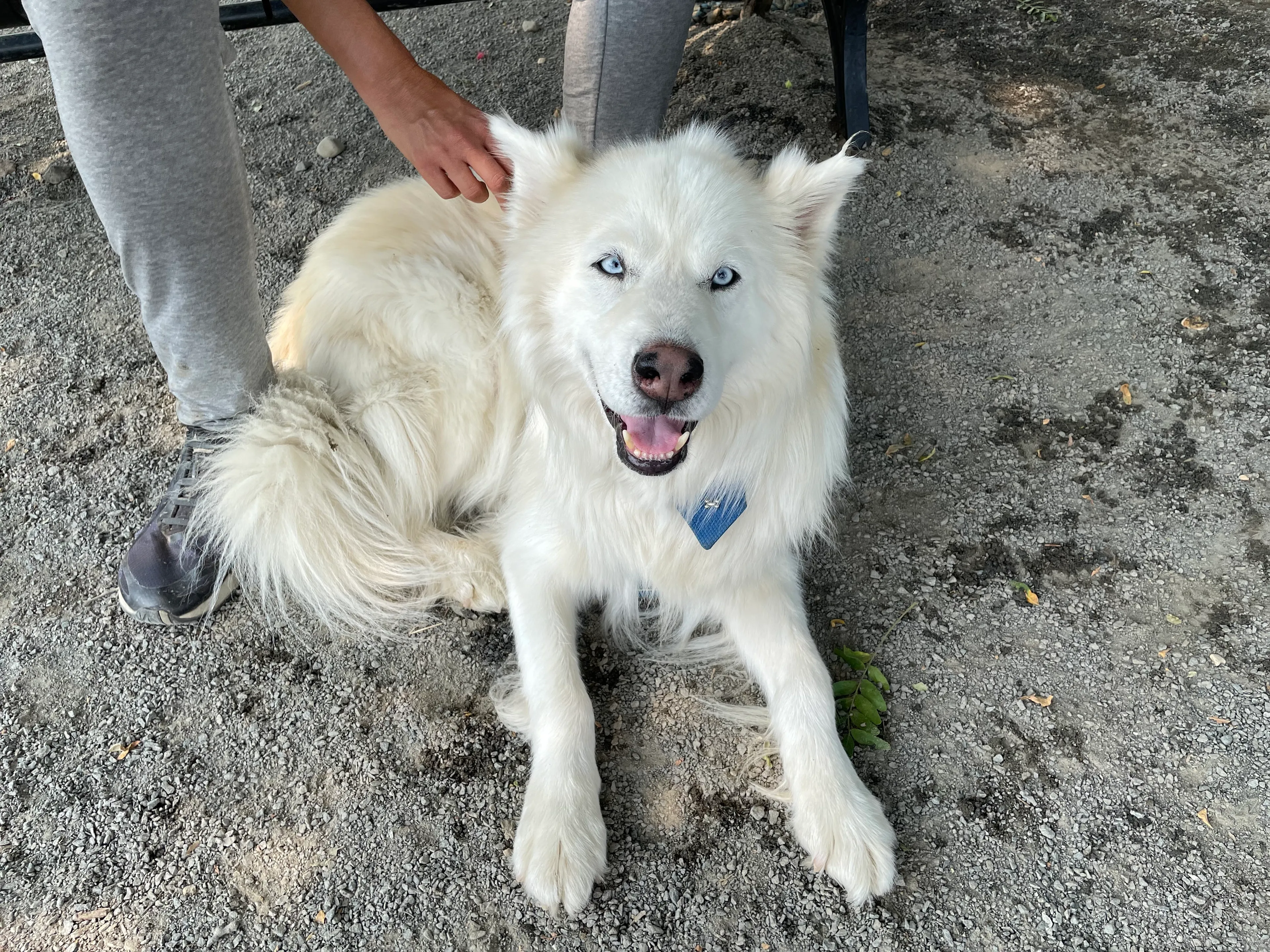 Hey Pandas, Post The Most Handsome/Beautiful Picture Of Your Pet
