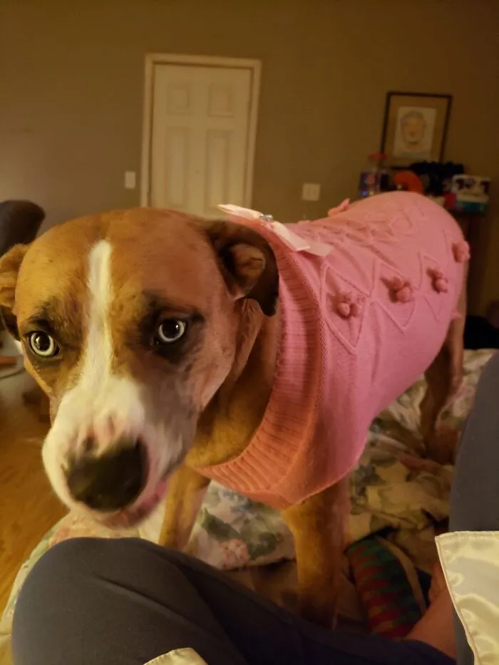 Stuck My Star In A Sweater, Which Made Her Sneeze In Protest.
