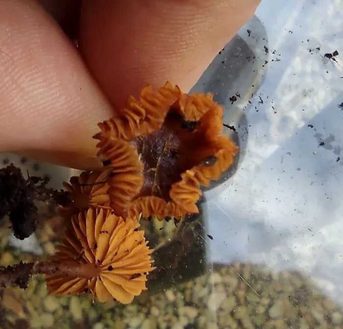 Any Identification?