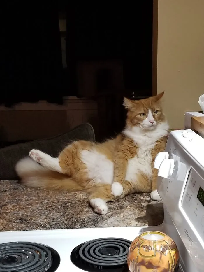 Fluffy Relaxing