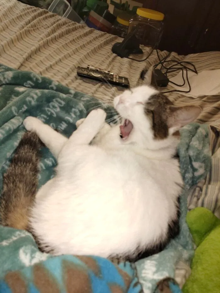Mid Yawn Looks Like Hes Gunna Eat His Foot