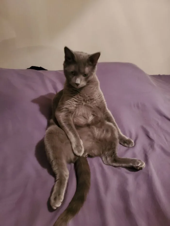 Rufus Contemplating Life