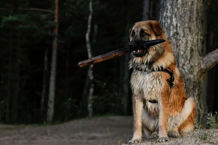 Doggo Proud Of His Stick