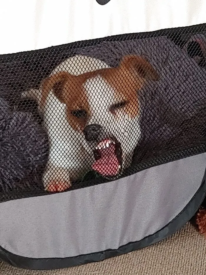 Eating My Playpen