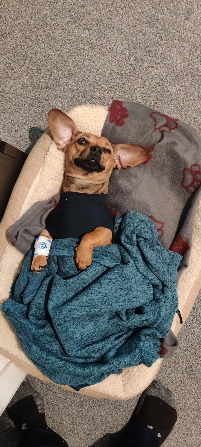 After Getting Spayed