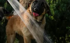 Hey Pandas, Post The Worst Picture Of Your Pet (Closed)