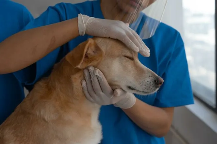 30 Things Pet Owners Should Know, According To Vets