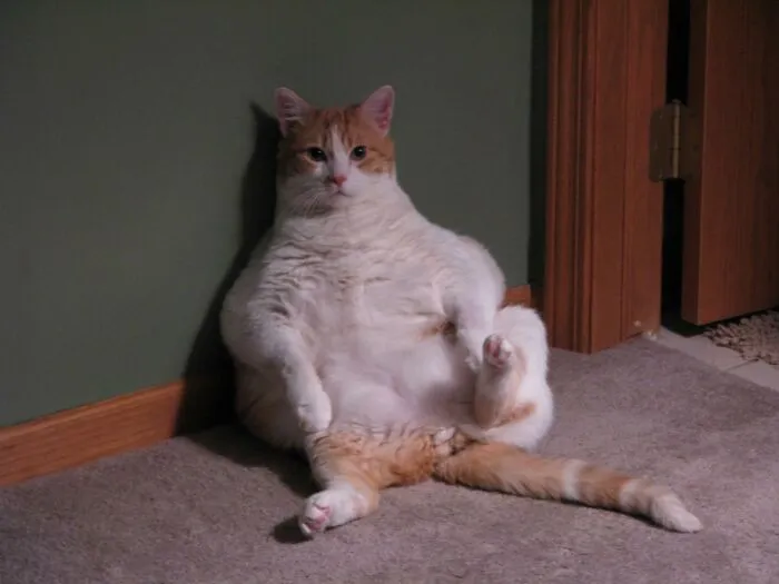30 Things Pet Owners Should Know, According To Vets