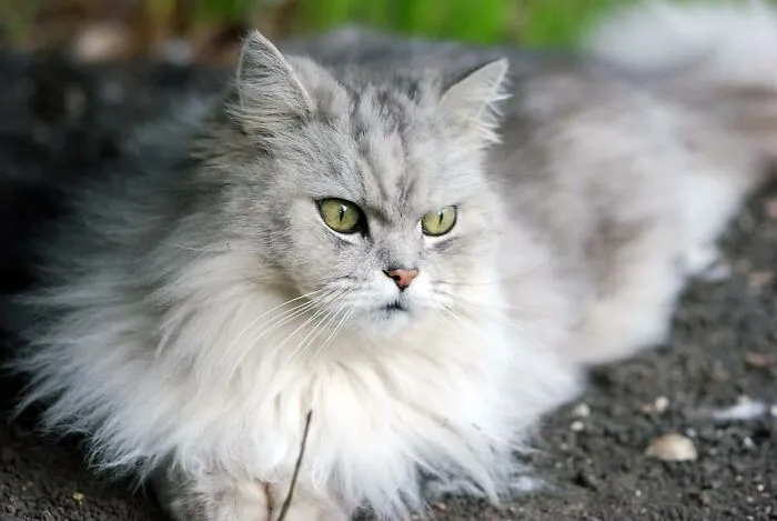 30 Things Pet Owners Should Know, According To Vets