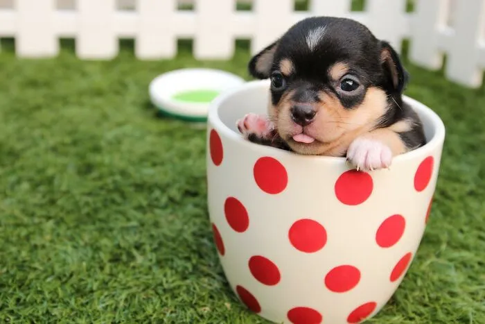 30 Things Pet Owners Should Know, According To Vets