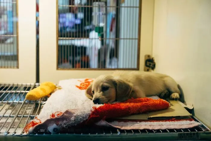 30 Things Pet Owners Should Know, According To Vets