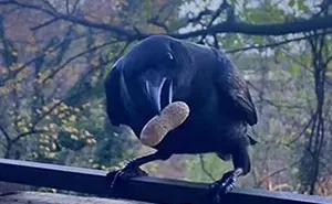 This Woman Befriended The Crows And Now Receives The Most Random Gifts As A Token Of Appreciation