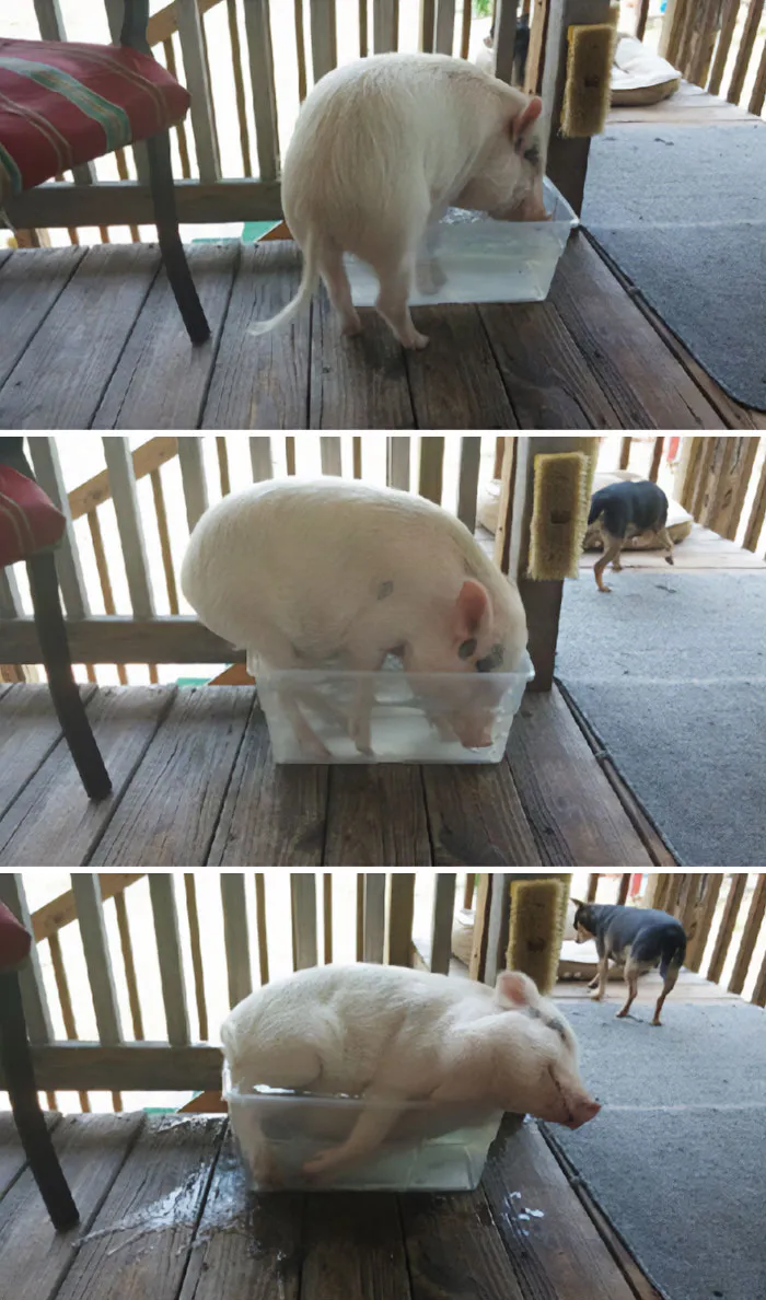 A Happy Pig