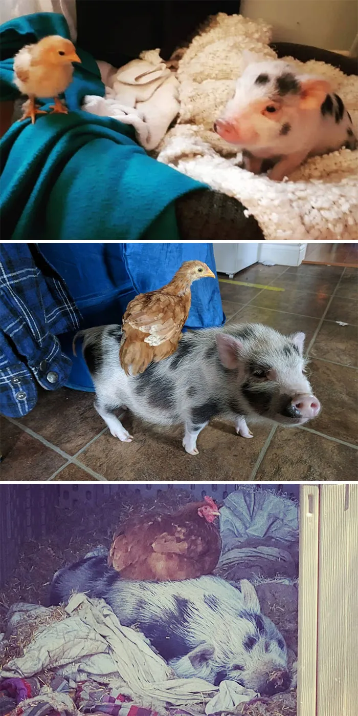 Kevin And Girly Girl - Friends For Life