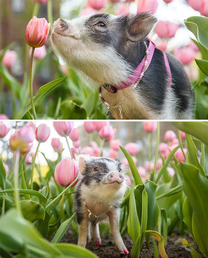 He fotografiado a una cerdita con tulipanes rosas