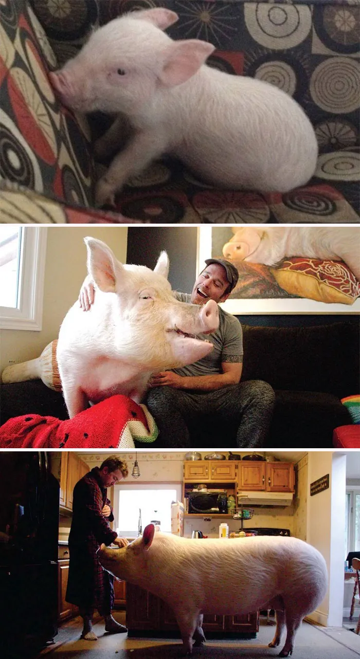 Couple Thinks They Adopted A Mini-Pig, Keeps Her As A Pet Even After It Grows To Be 650 Lbs