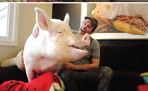 40 Heartbreakingly Cute Pigs You Need To See