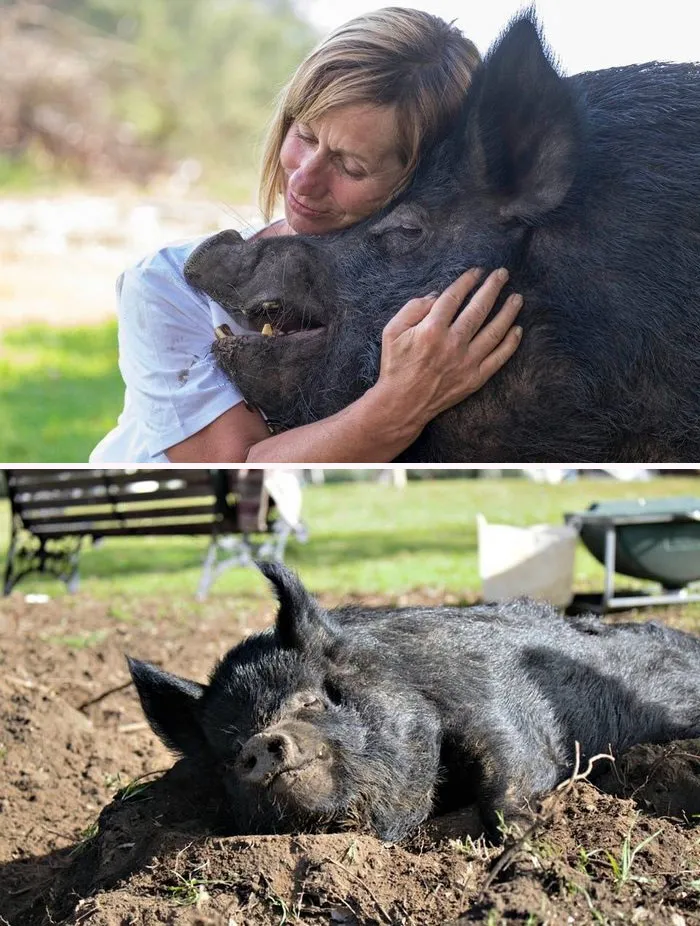 After Spending 12 Years In A Tiny Stall, This Pig Finally Found Someone Who Loves Her