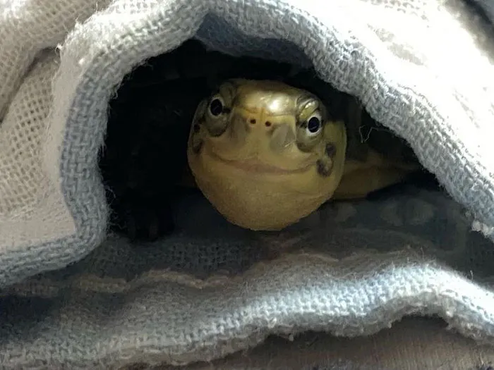Hiding
