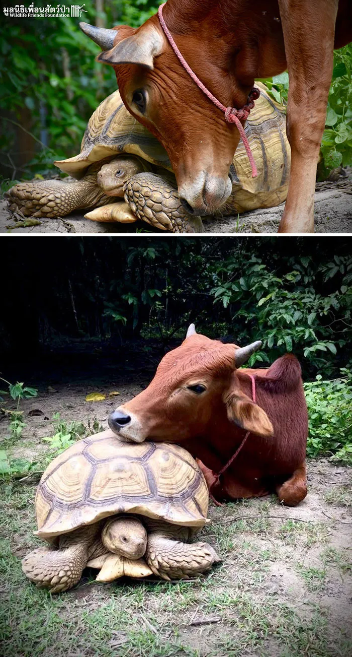 They Are Often Seen Following Each Other Around, Sharing Meals And Resting Together. We Hope This Unusual Friendship Continues To Flourish