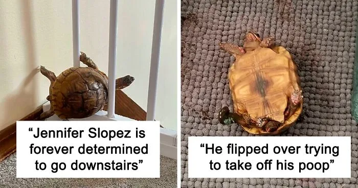50 Times People Captured Turtles Being Ridiculous And Adorable