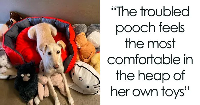 Adorable Lurcher Has Lived Her Whole Life In Shelters, And She Can't Be Without Her Toys