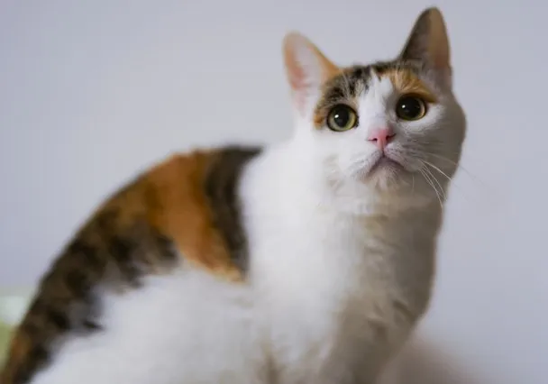 Draw A 3D Cat And Post Result