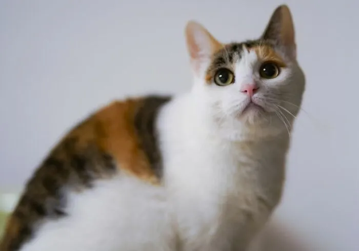 Leme See Cat Drawings