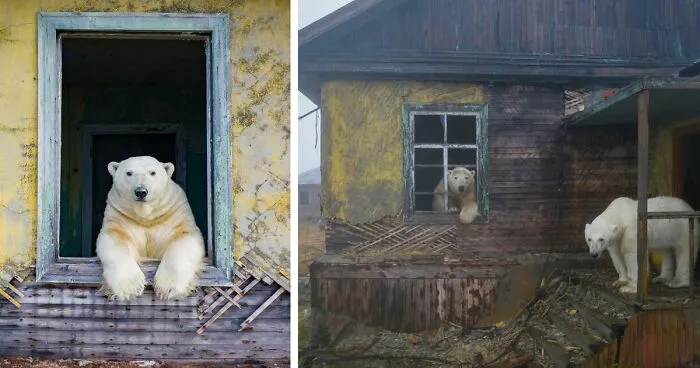 Russian Photographer Takes Photos Of Polar Bears That Took Over Abandoned Buildings