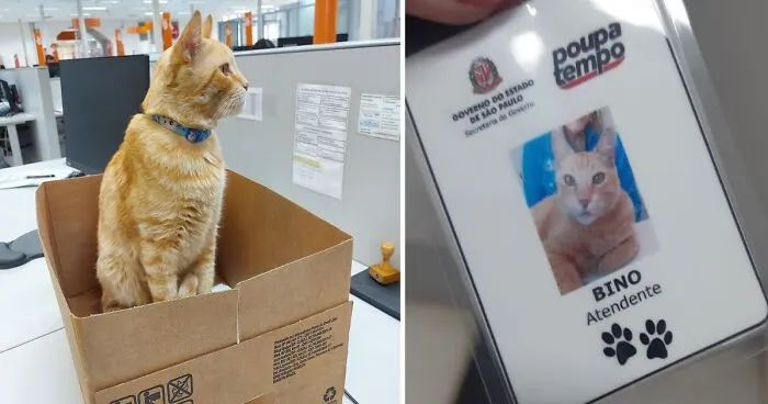 Cat Becomes An “Attendant” Of A 'Service Unit' And Even Has An Employee Badge